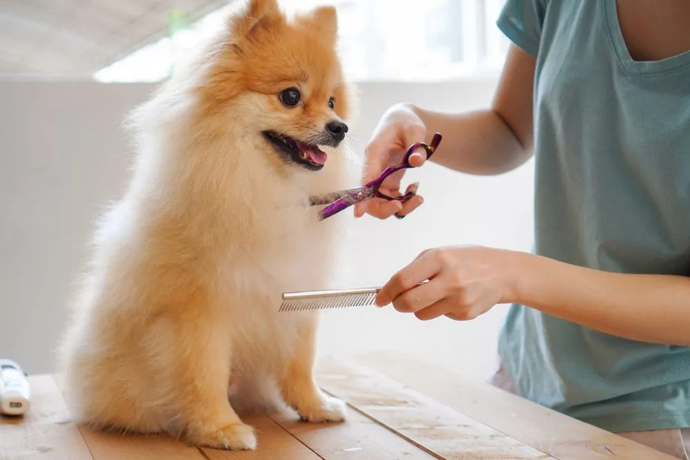 Pet care and grooming